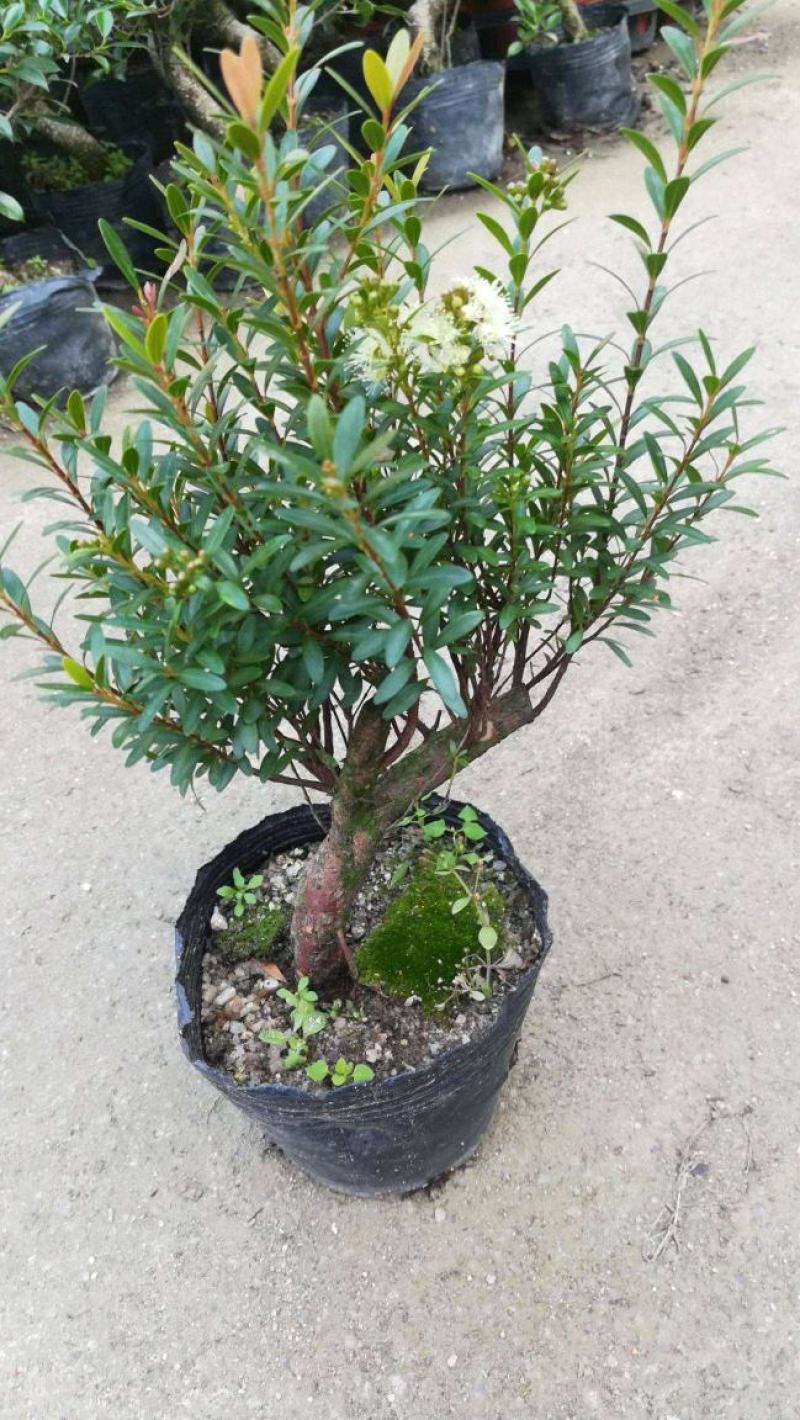 小叶赤楠盆景耐寒耐热植物四季常青阳台室外好养办公室防辐射