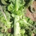 甘肃兰州高原夏菜