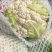 甘肃兰州高原夏菜