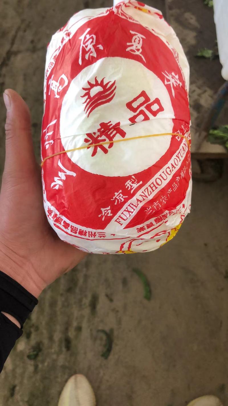 甘肃兰州高原夏菜