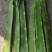 甘肃兰州高原夏菜