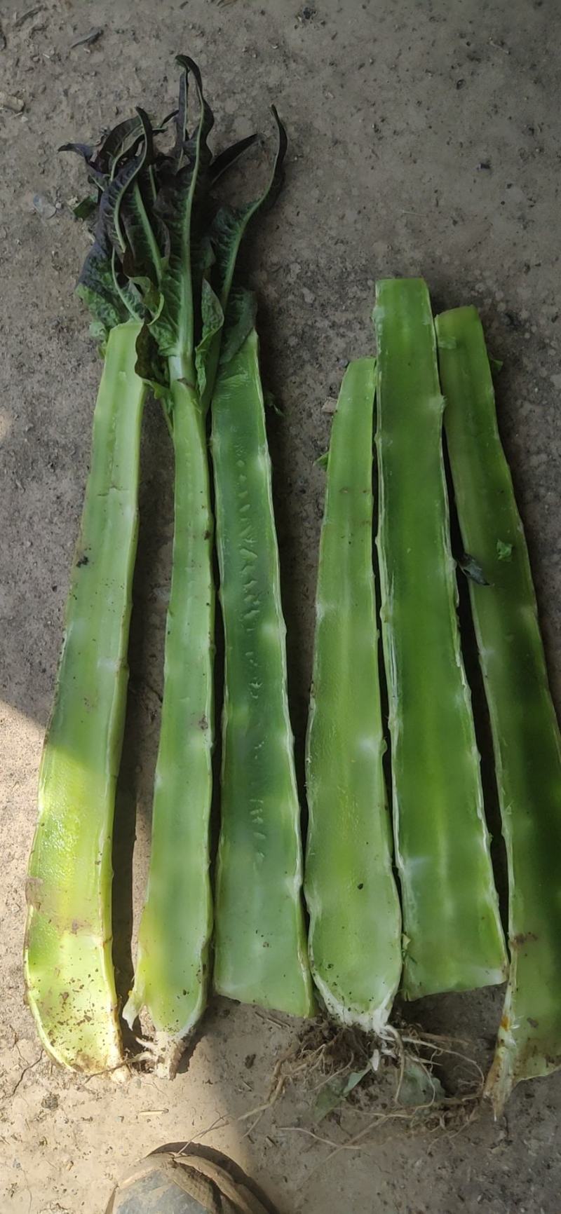 甘肃兰州高原夏菜