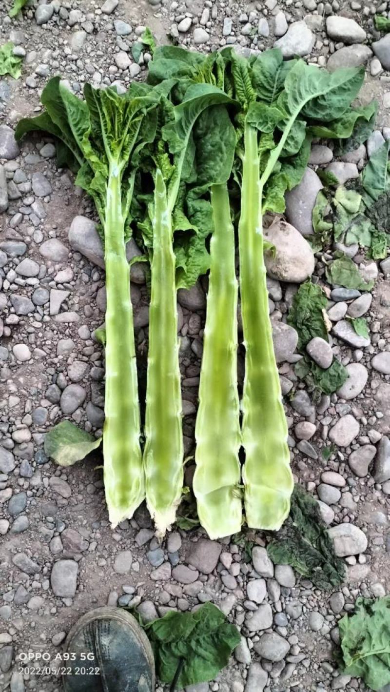 甘肃兰州高原夏菜
