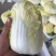 甘肃兰州高原夏菜