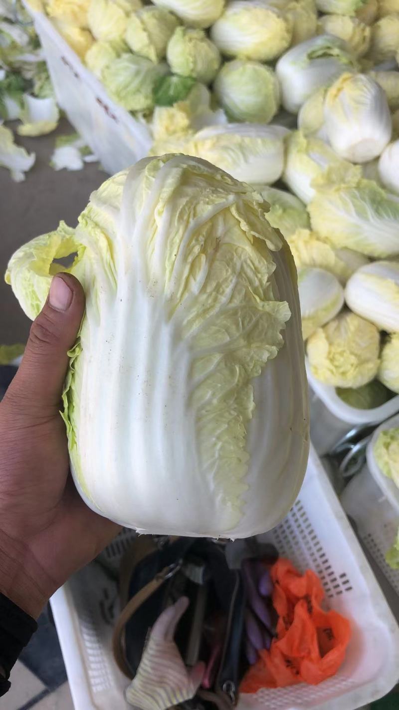 甘肃兰州高原夏菜