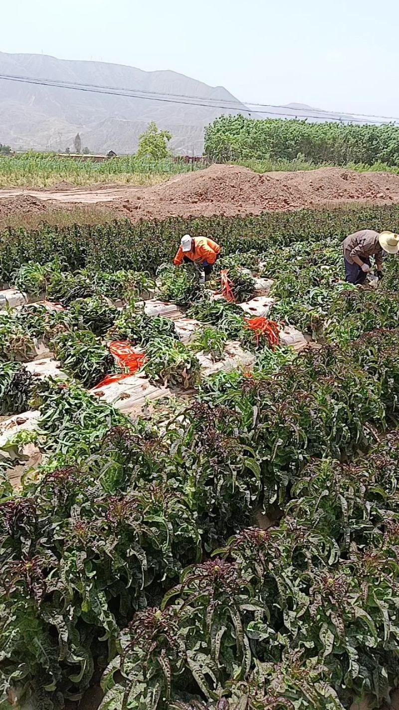 甘肃兰州高原夏菜