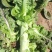 甘肃兰州高原夏菜