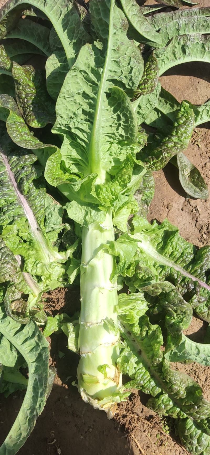 甘肃兰州高原夏菜