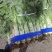 甘肃兰州高原夏菜