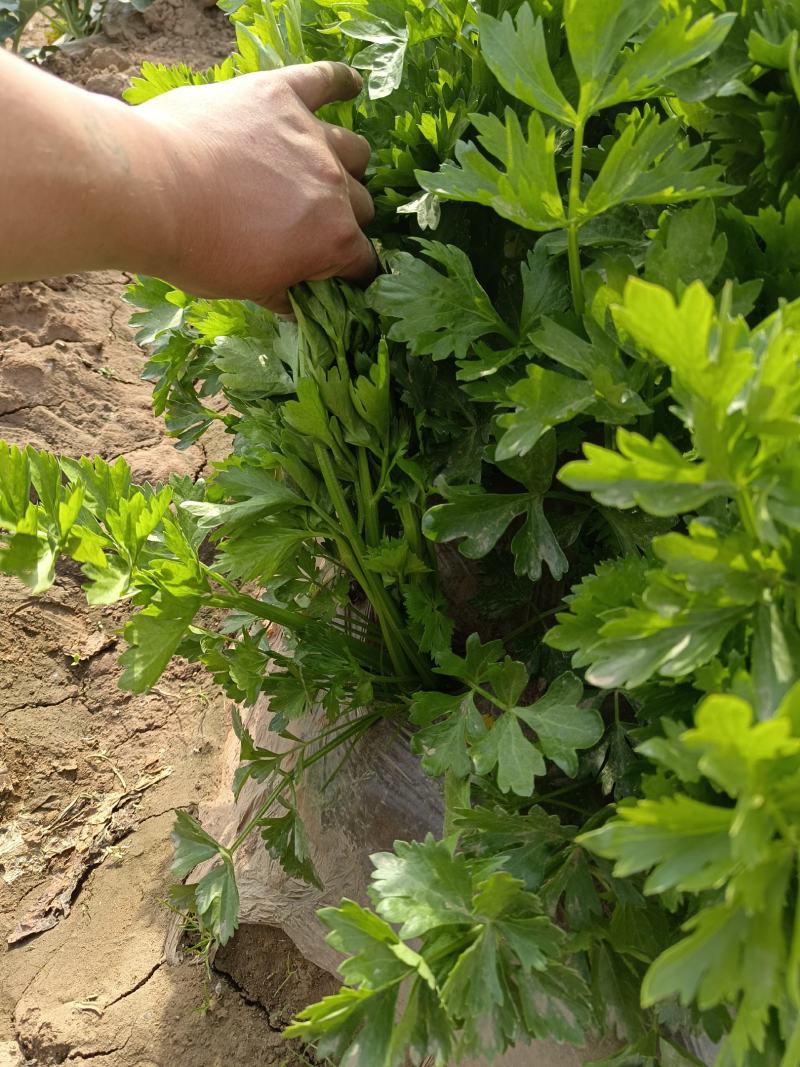 甘肃兰州高原夏菜