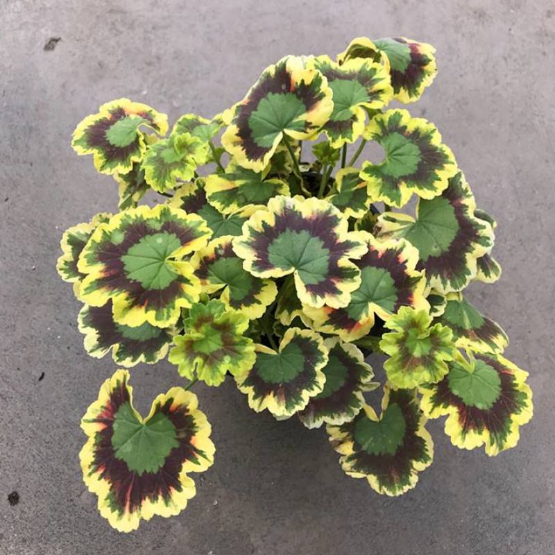 银边彩色天竺葵盆栽好养开粉色花带盆阳台实验观叶四季阳台