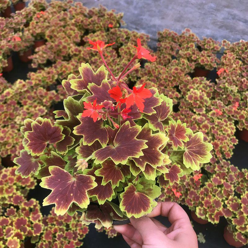 银边彩色天竺葵盆栽好养开粉色花带盆阳台实验观叶四季阳台