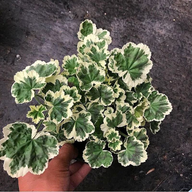 银边彩色天竺葵盆栽好养开粉色花带盆阳台实验观叶四季阳台