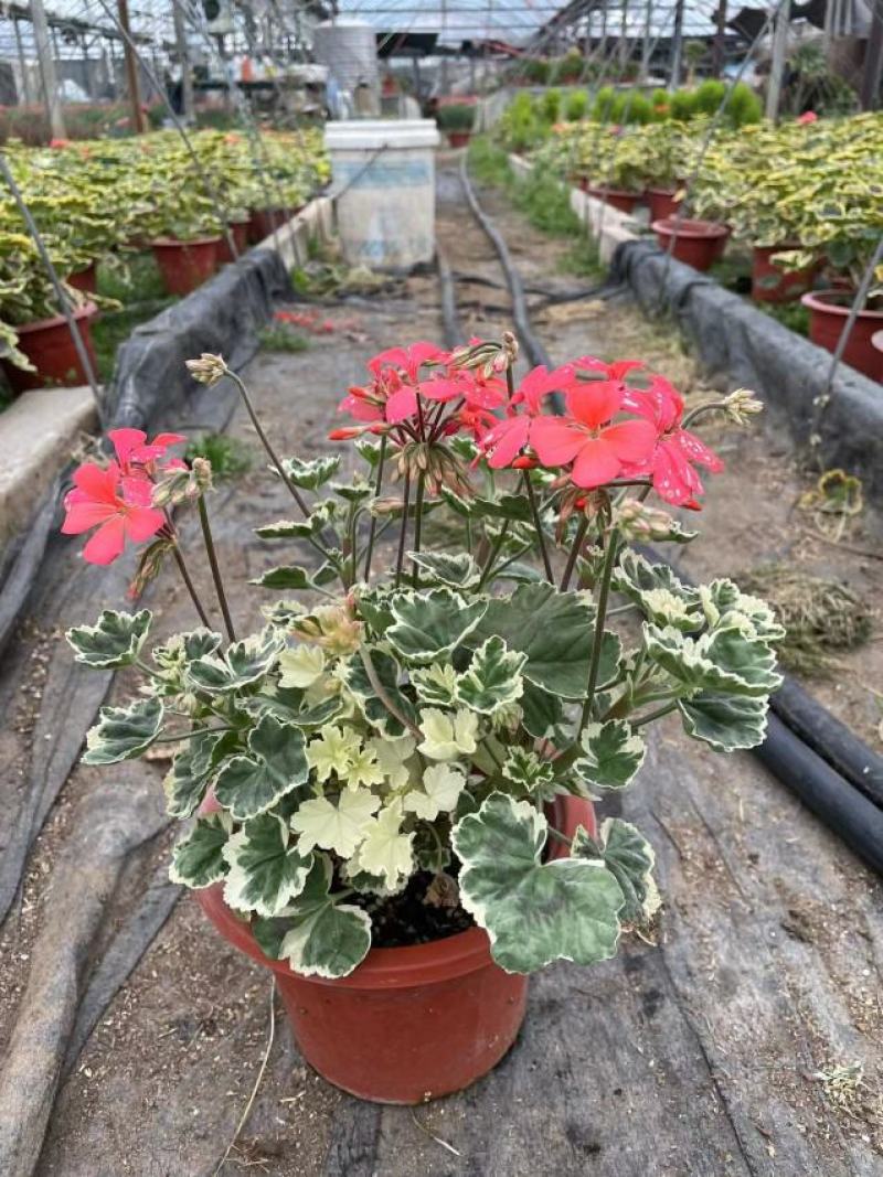 银边彩色天竺葵盆栽好养开粉色花带盆阳台实验观叶四季阳台