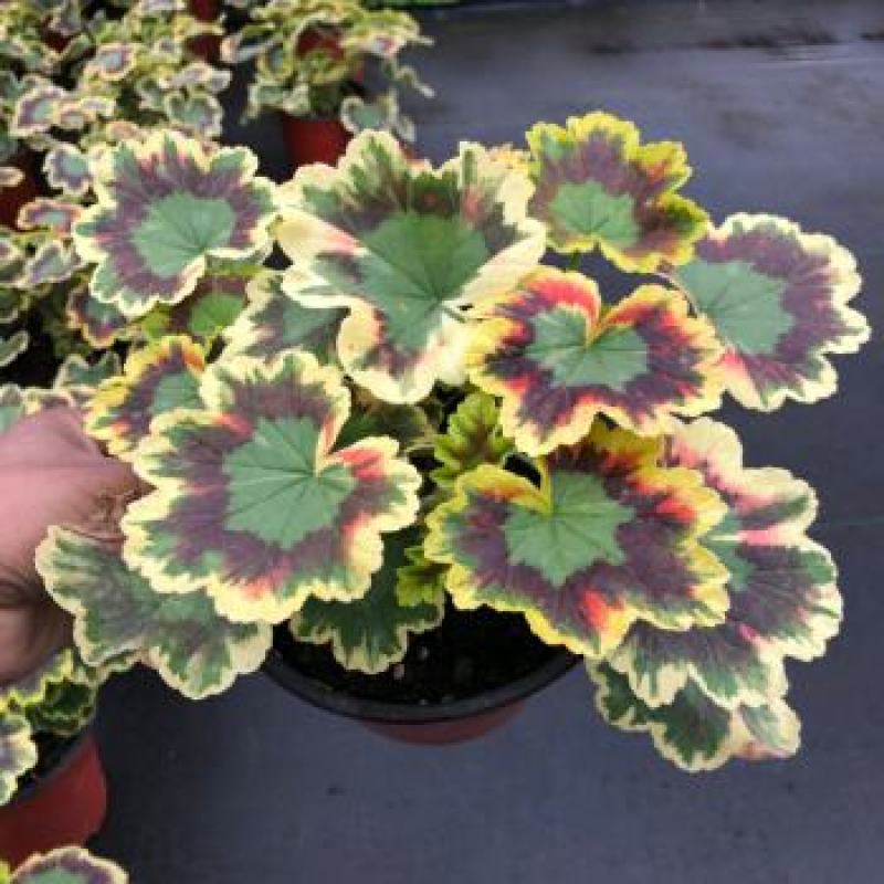 银边彩色天竺葵盆栽好养开粉色花带盆阳台实验观叶四季阳台