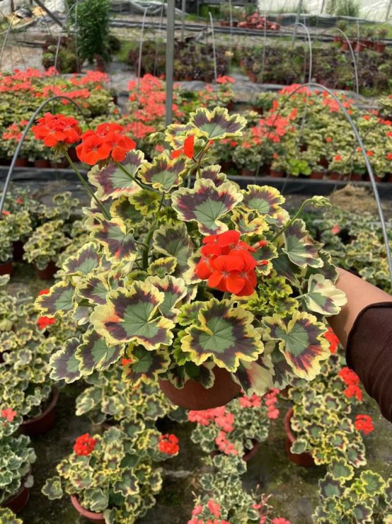 银边彩色天竺葵盆栽好养开粉色花带盆阳台实验观叶四季阳台