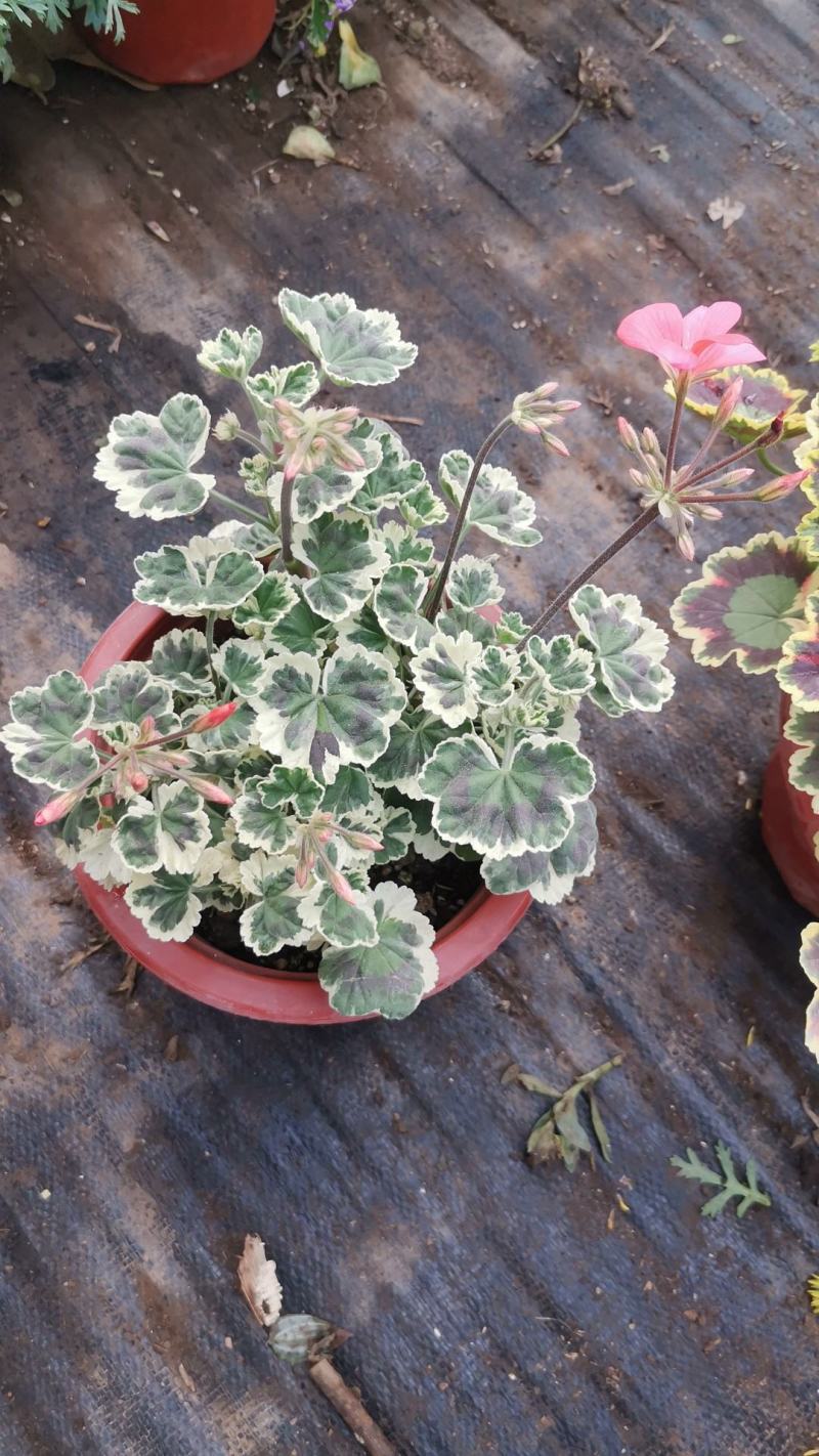 银边彩色天竺葵盆栽好养开粉色花带盆阳台实验观叶四季阳台