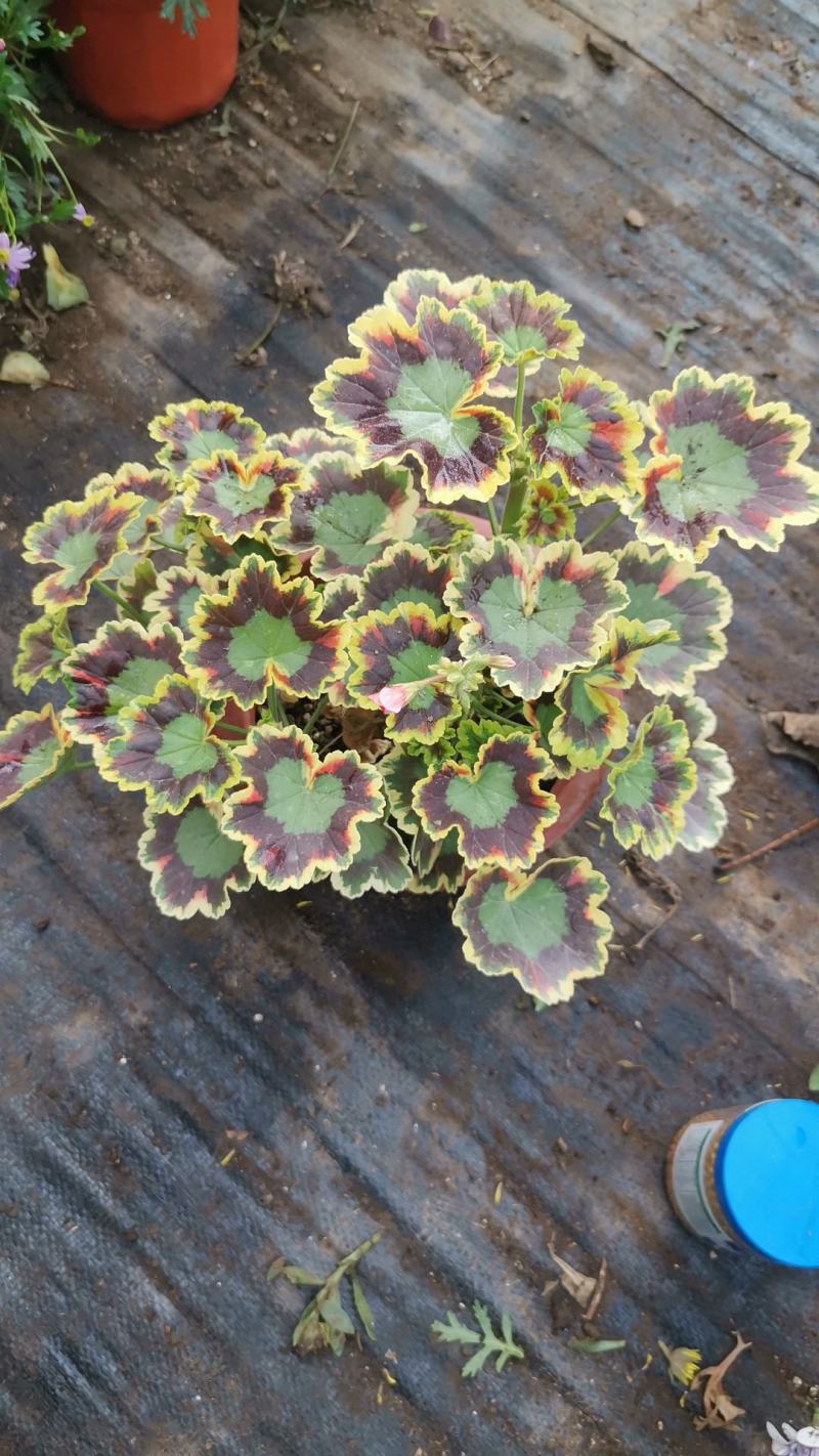 银边彩色天竺葵盆栽好养开粉色花带盆阳台实验观叶四季阳台