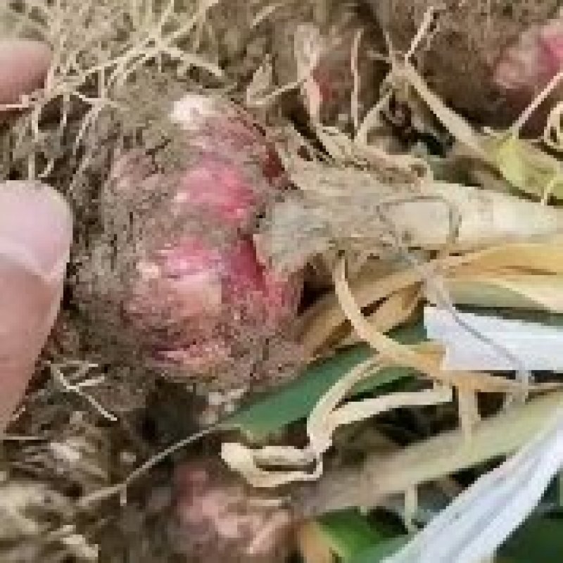固安紫皮大蒜