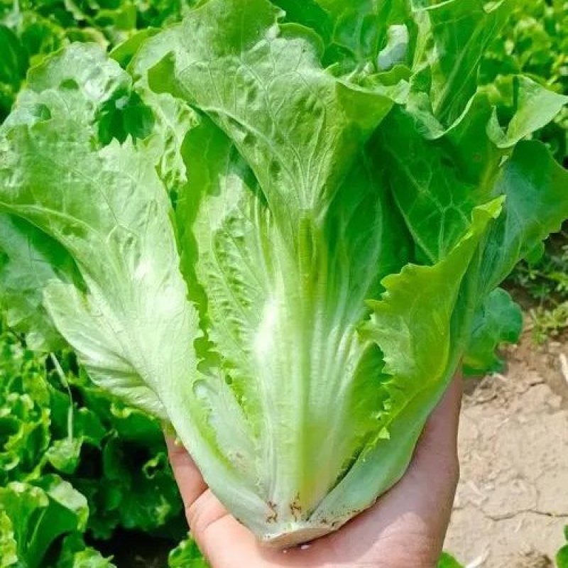 精品生菜大量上市，产地直发，新鲜采摘，欢迎各地客商联系
