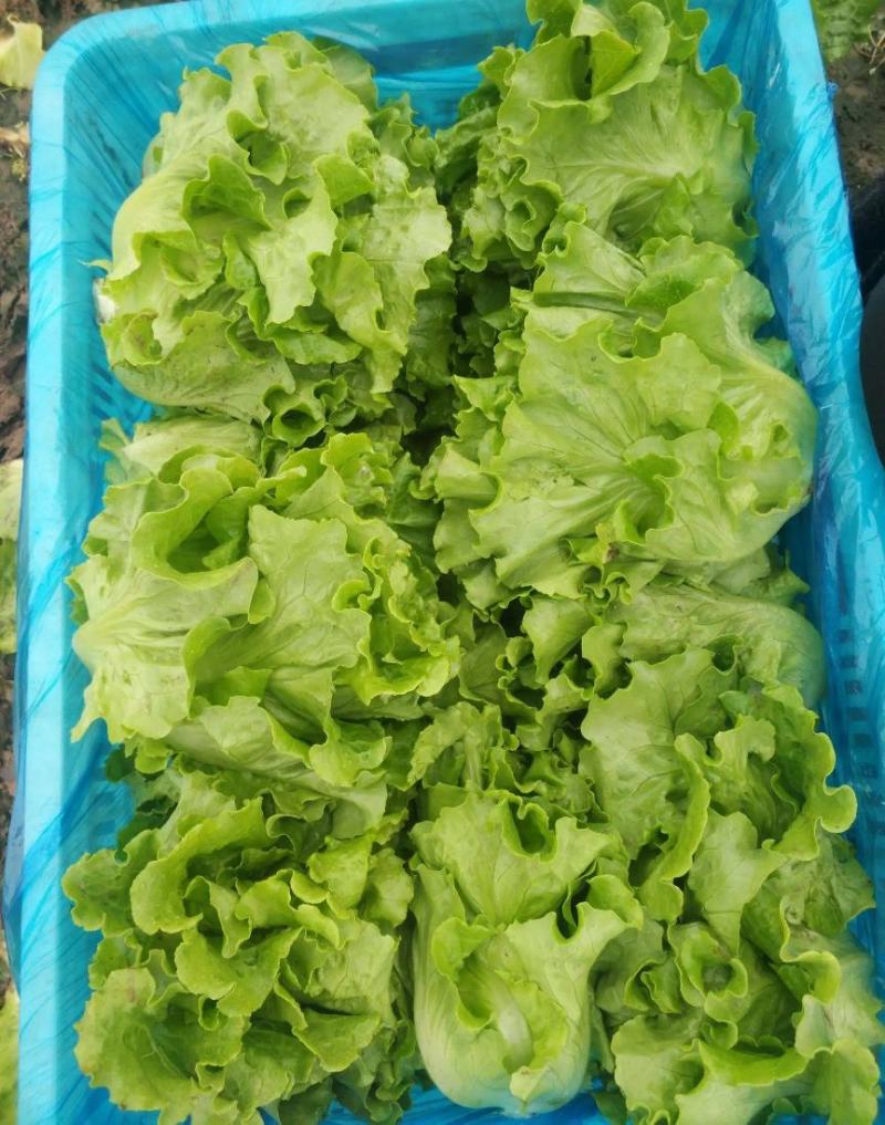 精品生菜大量上市，产地直发，新鲜采摘，欢迎各地客商联系