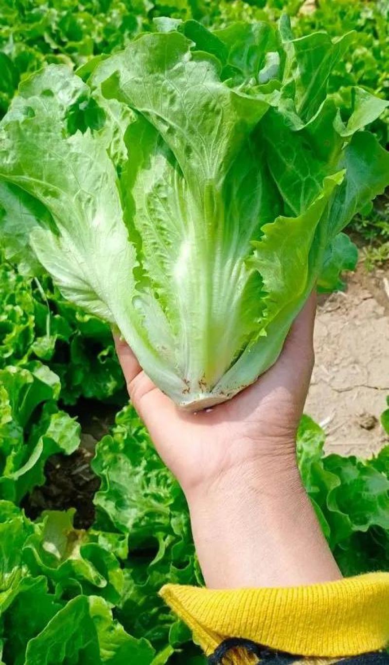 精品生菜大量上市，产地直发，新鲜采摘，欢迎各地客商联系