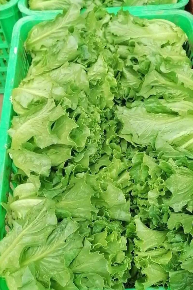 精品生菜大量上市，产地直发，新鲜采摘，欢迎各地客商联系