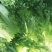 精品生菜大量上市，产地直发，新鲜采摘，欢迎各地客商联系