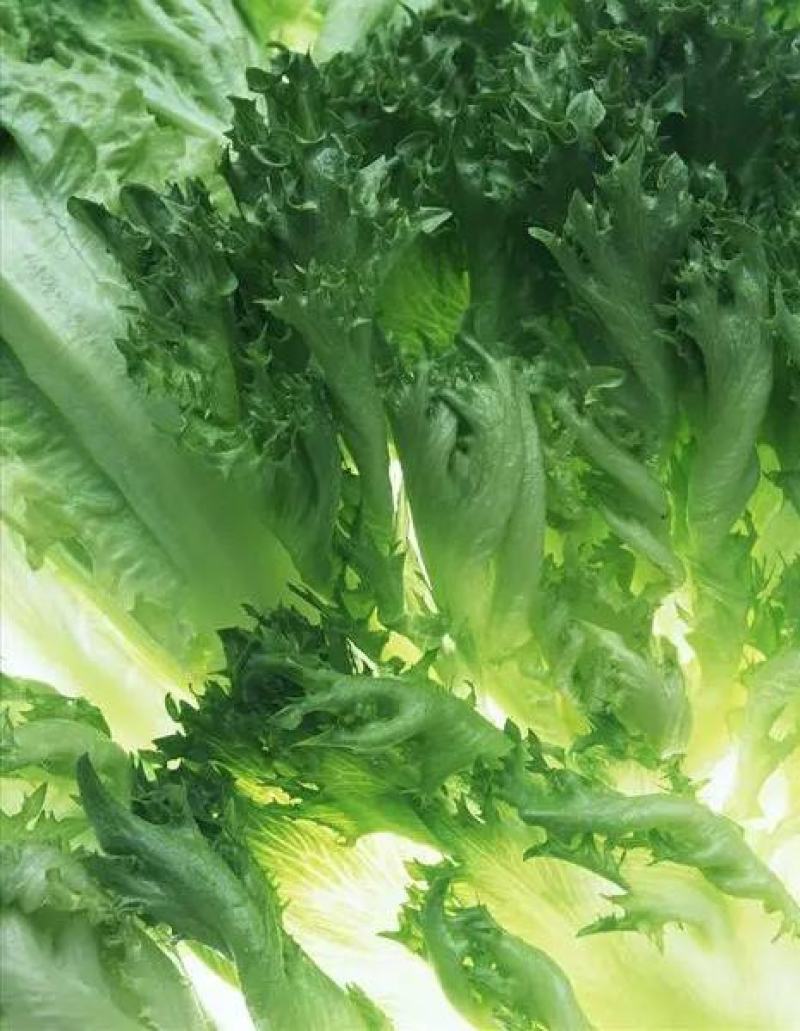 精品生菜大量上市，产地直发，新鲜采摘，欢迎各地客商联系