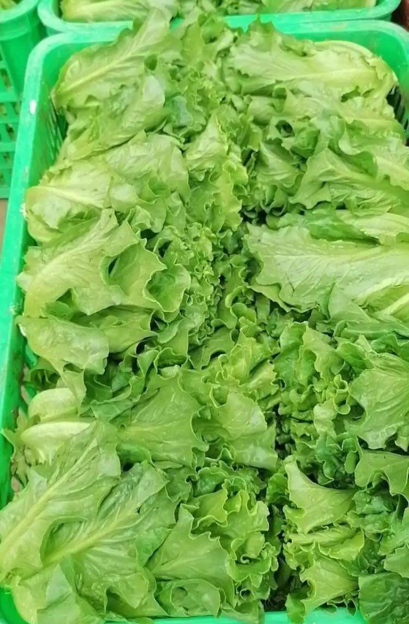 精品生菜大量上市，产地直发，新鲜采摘，欢迎各地客商联系