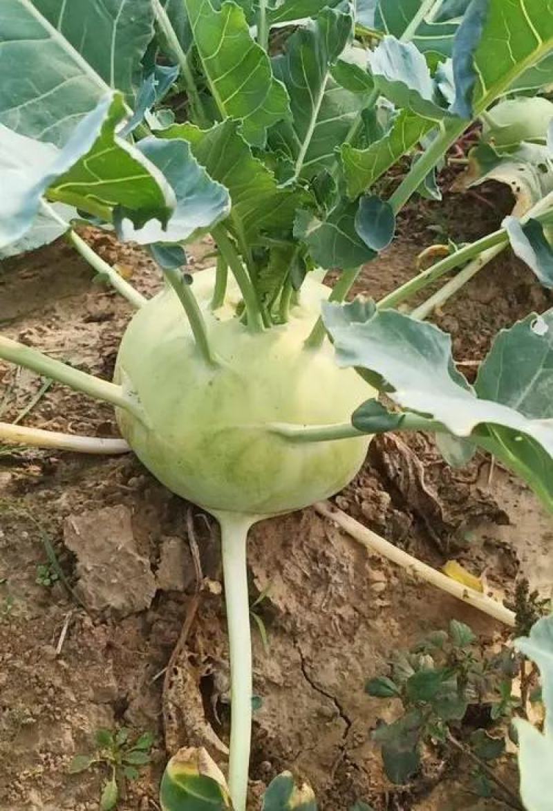 精品苤蓝大量上市，产地直发，新鲜采摘，欢迎各地客商联系