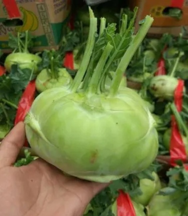 精品苤蓝大量上市，产地直发，新鲜采摘，欢迎各地客商联系