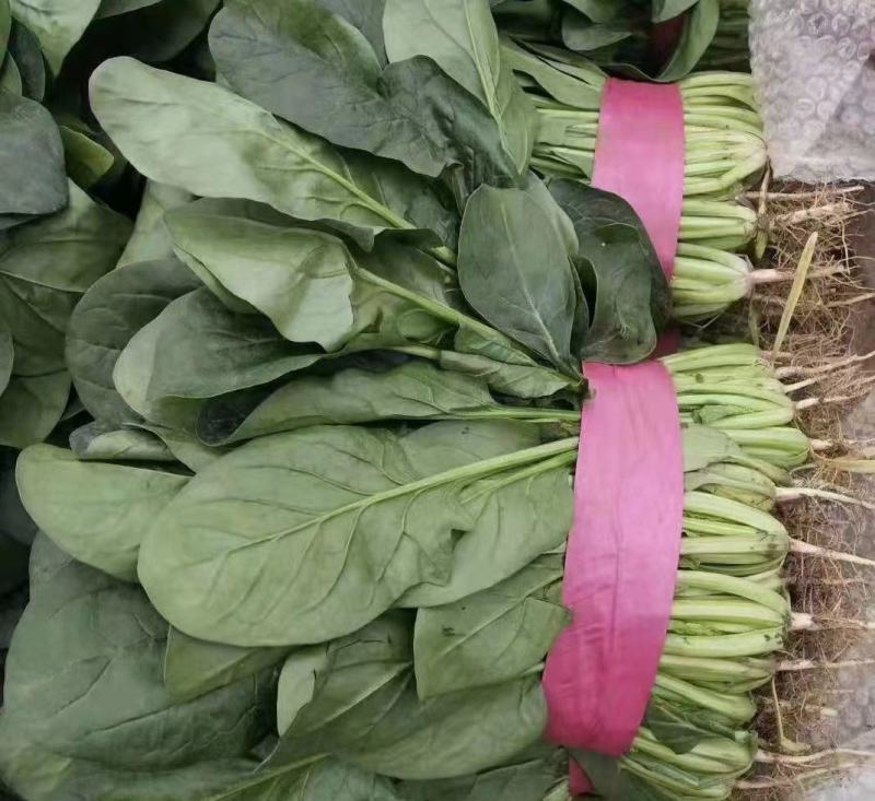 精品菠菜大量上市，产地直发，新鲜采摘，欢迎各地商量联系