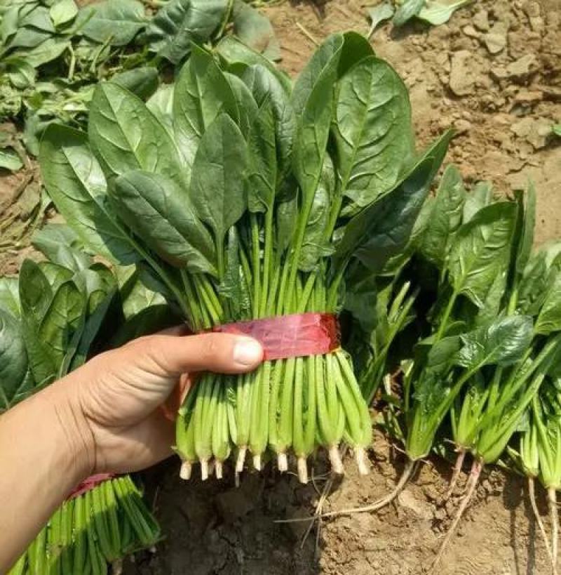 精品菠菜大量上市，产地直发，新鲜采摘，欢迎各地商量联系