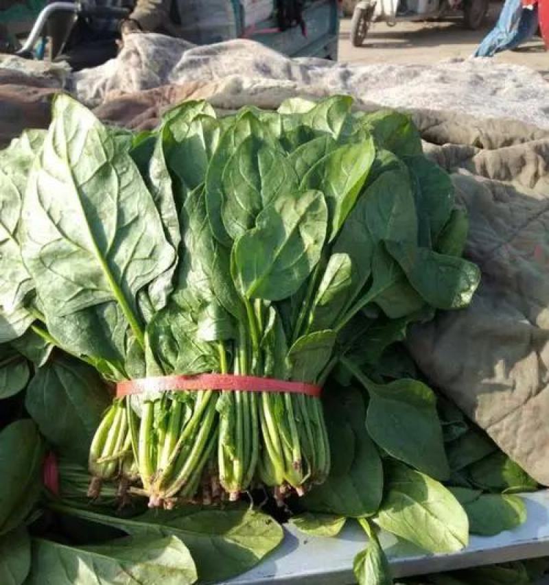 精品菠菜大量上市，产地直发，新鲜采摘，欢迎各地商量联系