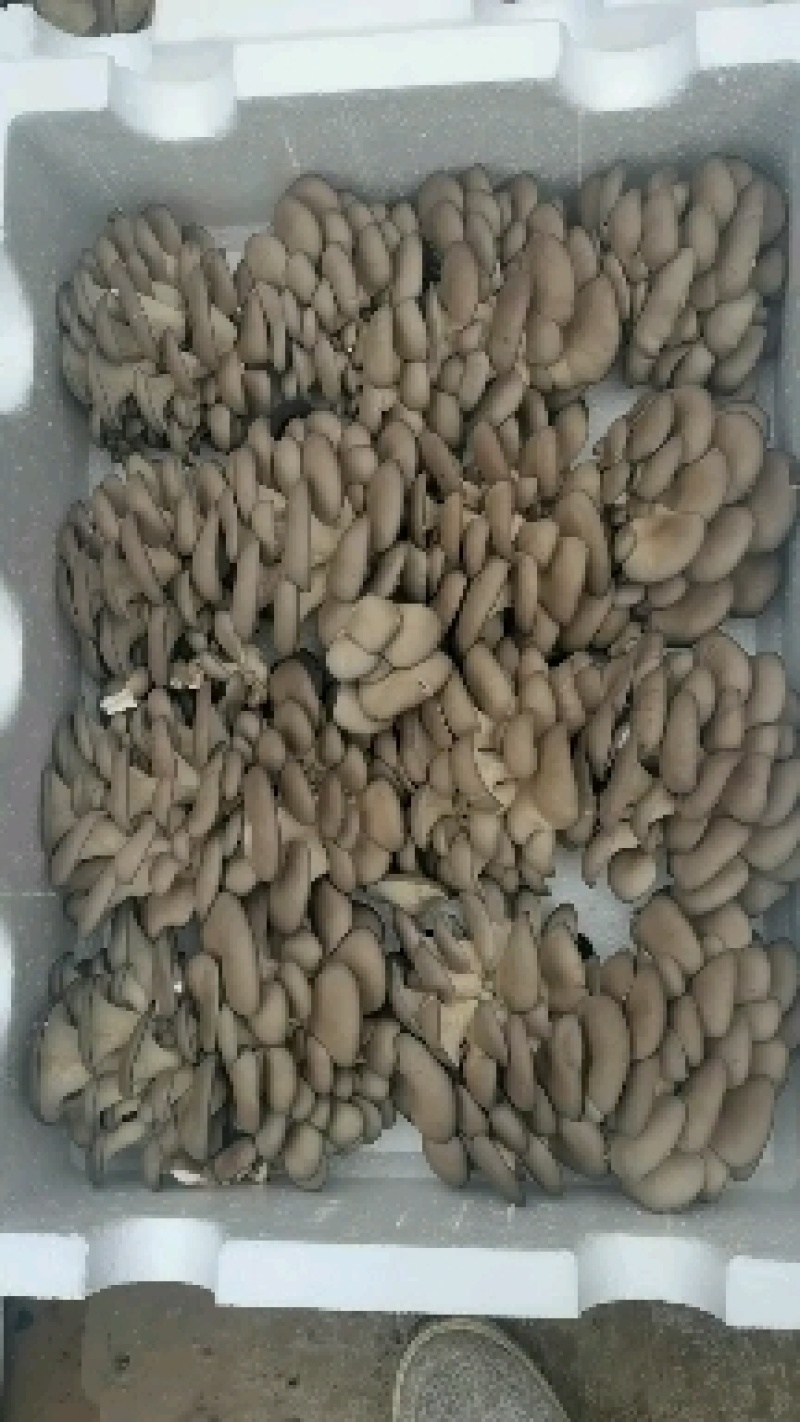 鲜平菇