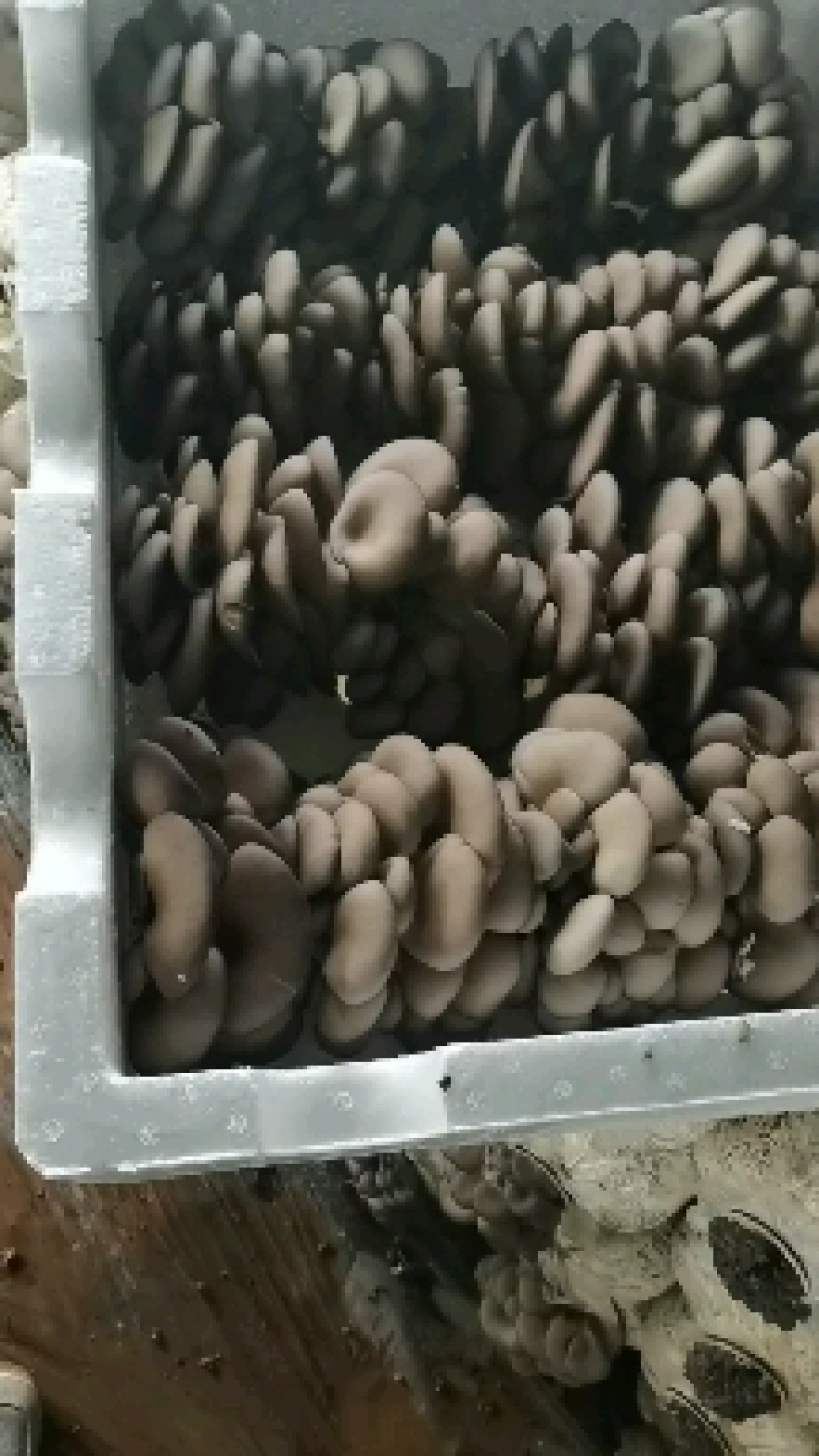 鲜平菇