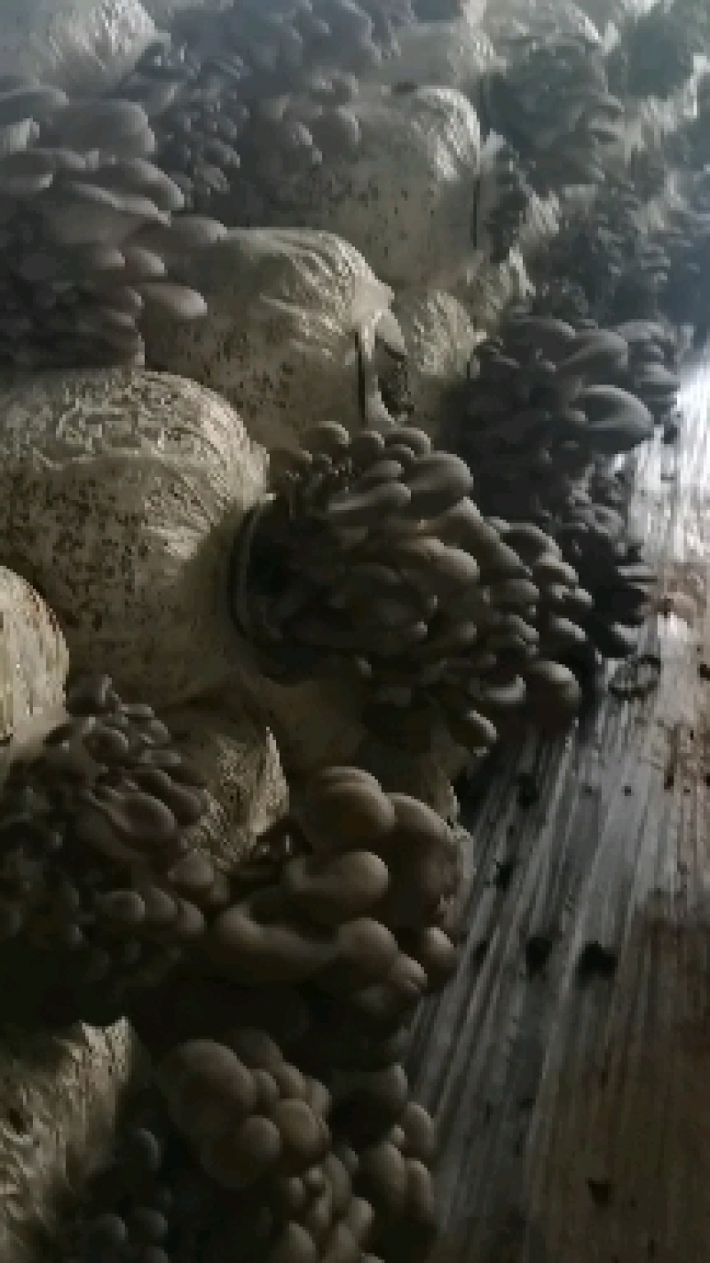鲜平菇