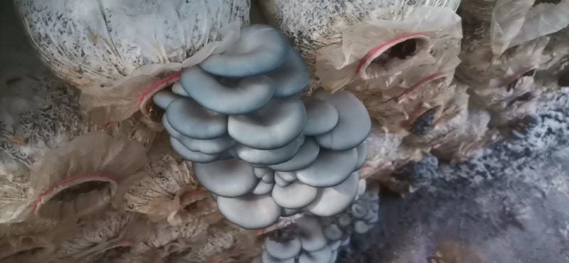 鲜平菇