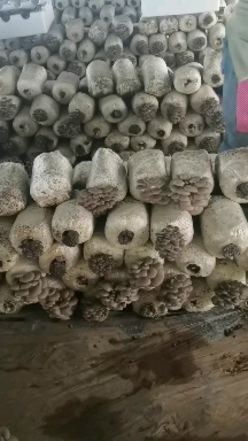 鲜平菇