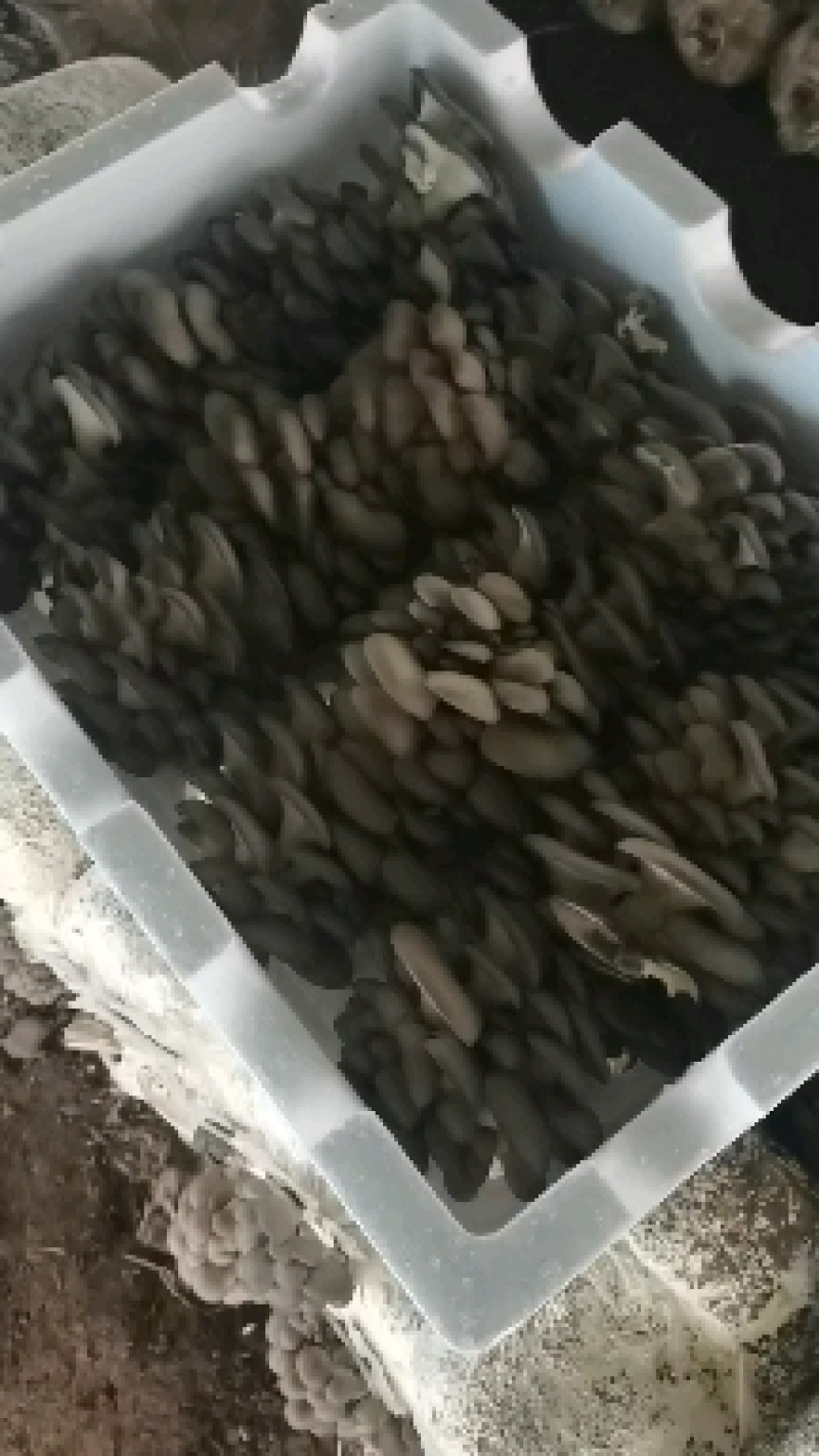 鲜平菇