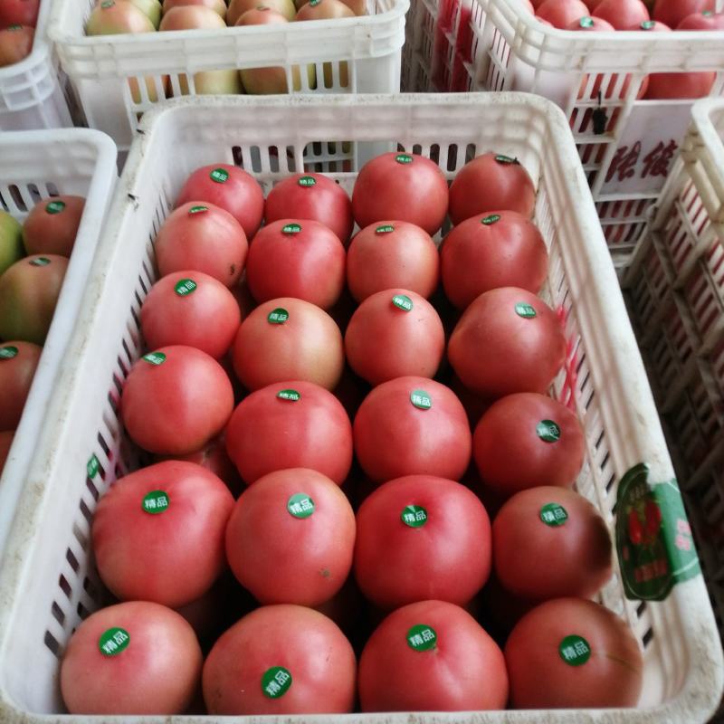 【好货】硬粉西红柿果型高圆，硬度高，色泽好，耐运输