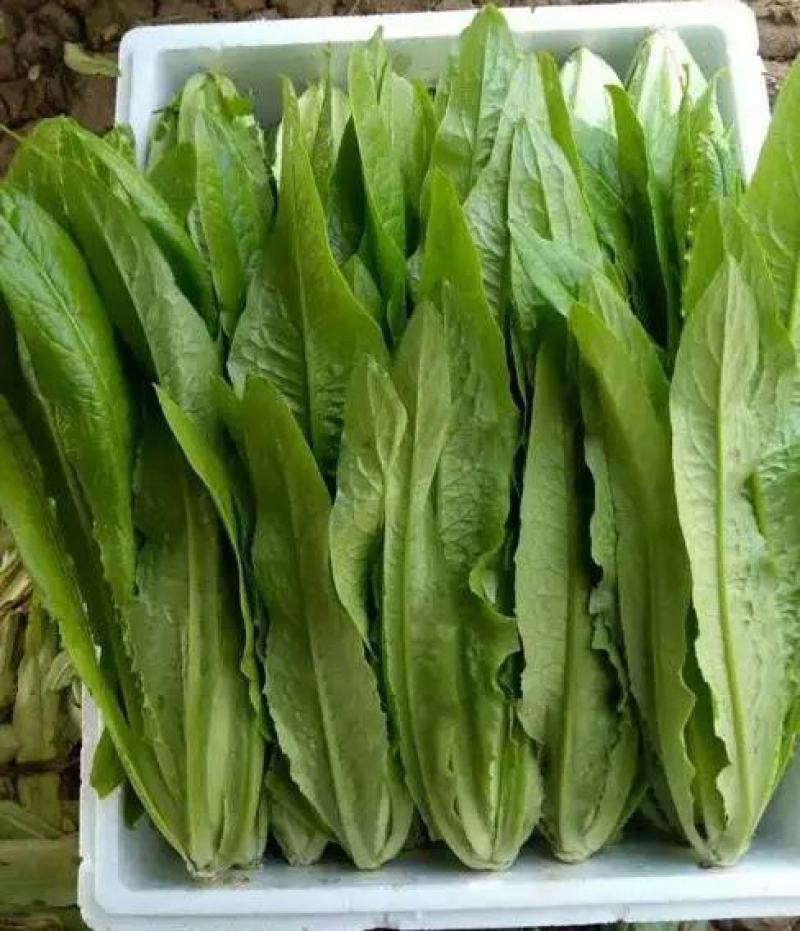 精品油麦菜大量上市，产地直发，新鲜采摘，欢迎各地商客联系
