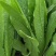 精品油麦菜大量上市，产地直发，新鲜采摘，欢迎各地商客联系