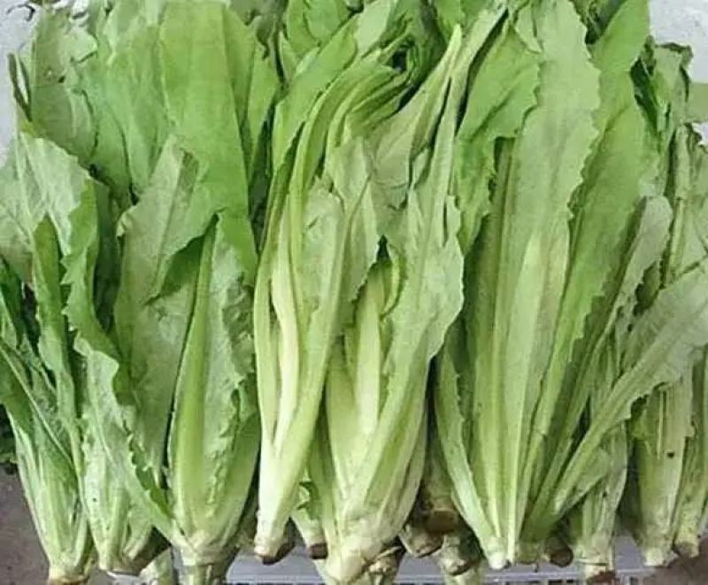 精品油麦菜大量上市，产地直发，新鲜采摘，欢迎各地商客联系