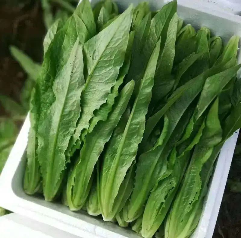 精品油麦菜大量上市，产地直发，新鲜采摘，欢迎各地商客联系