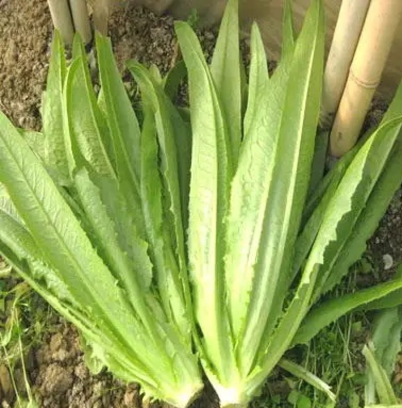 精品油麦菜大量上市，产地直发，新鲜采摘，欢迎各地商客联系