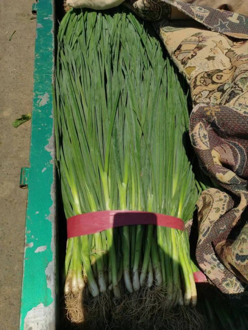 精品小葱大量上市，产地直发，新鲜采摘，欢迎各地客商联系