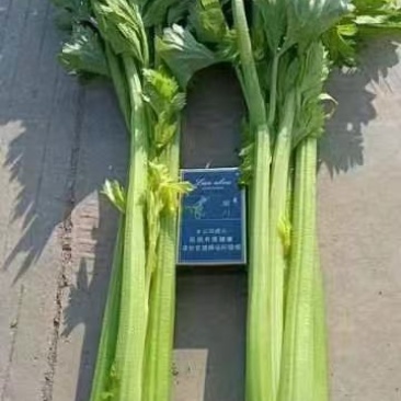 万亩精品西芹大量有货，需要的老板可以联系我，质量保证，