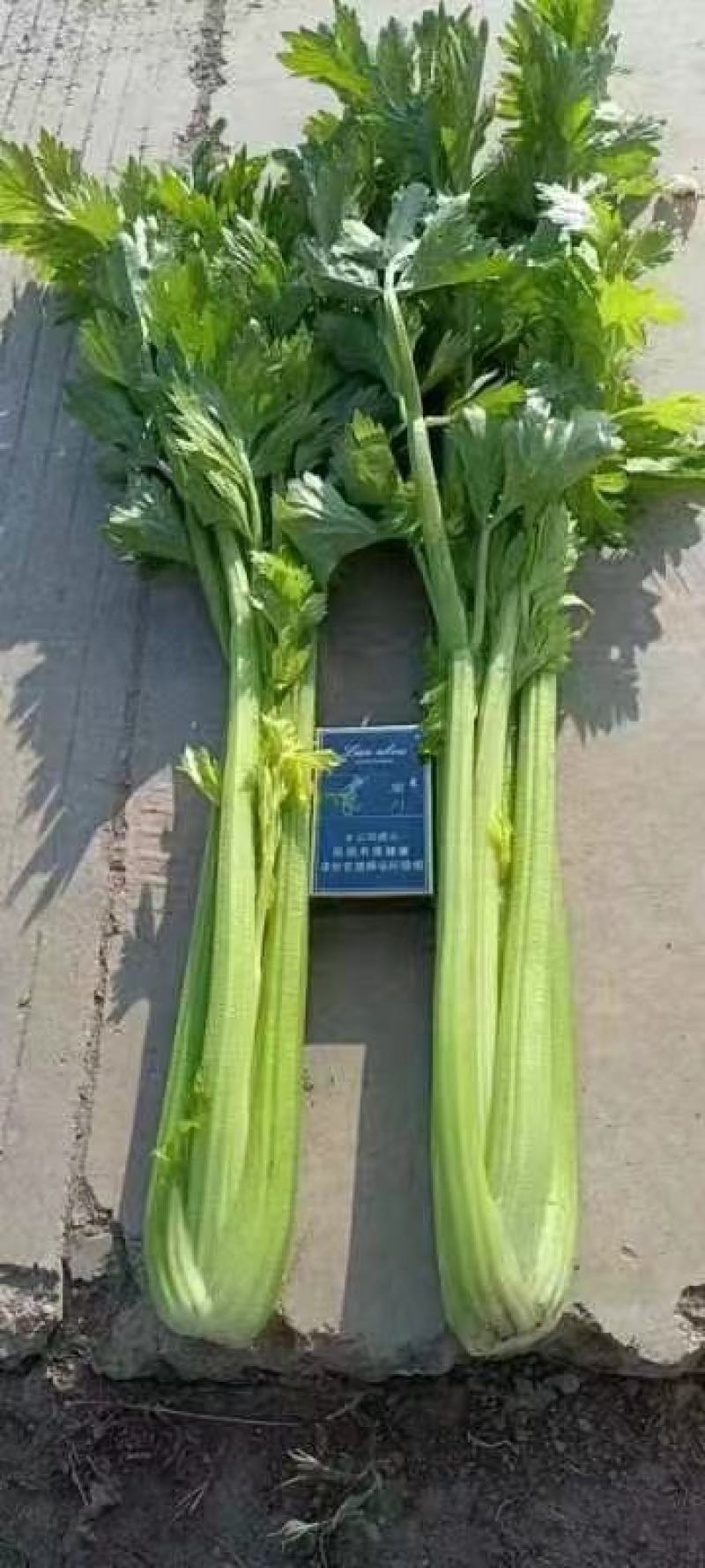 万亩精品西芹大量有货，需要的老板可以联系我，质量保证，